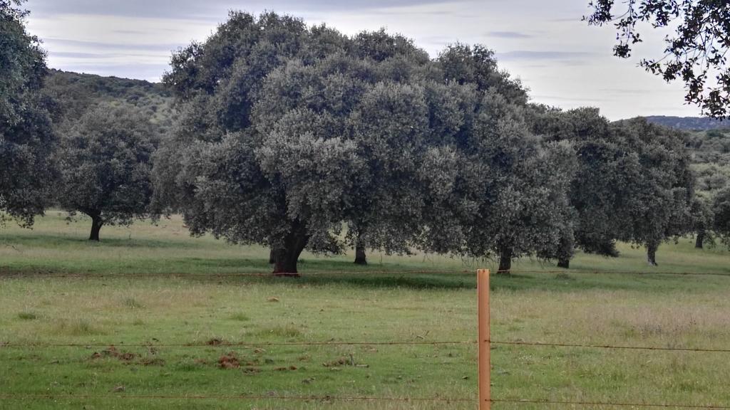 Casa Rural El Trillo Guest House El Alcornocal Eksteriør bilde